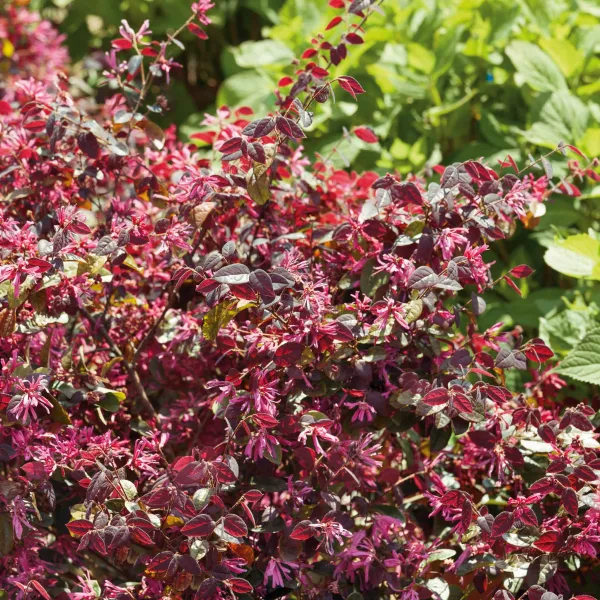 Marshalls Garden
